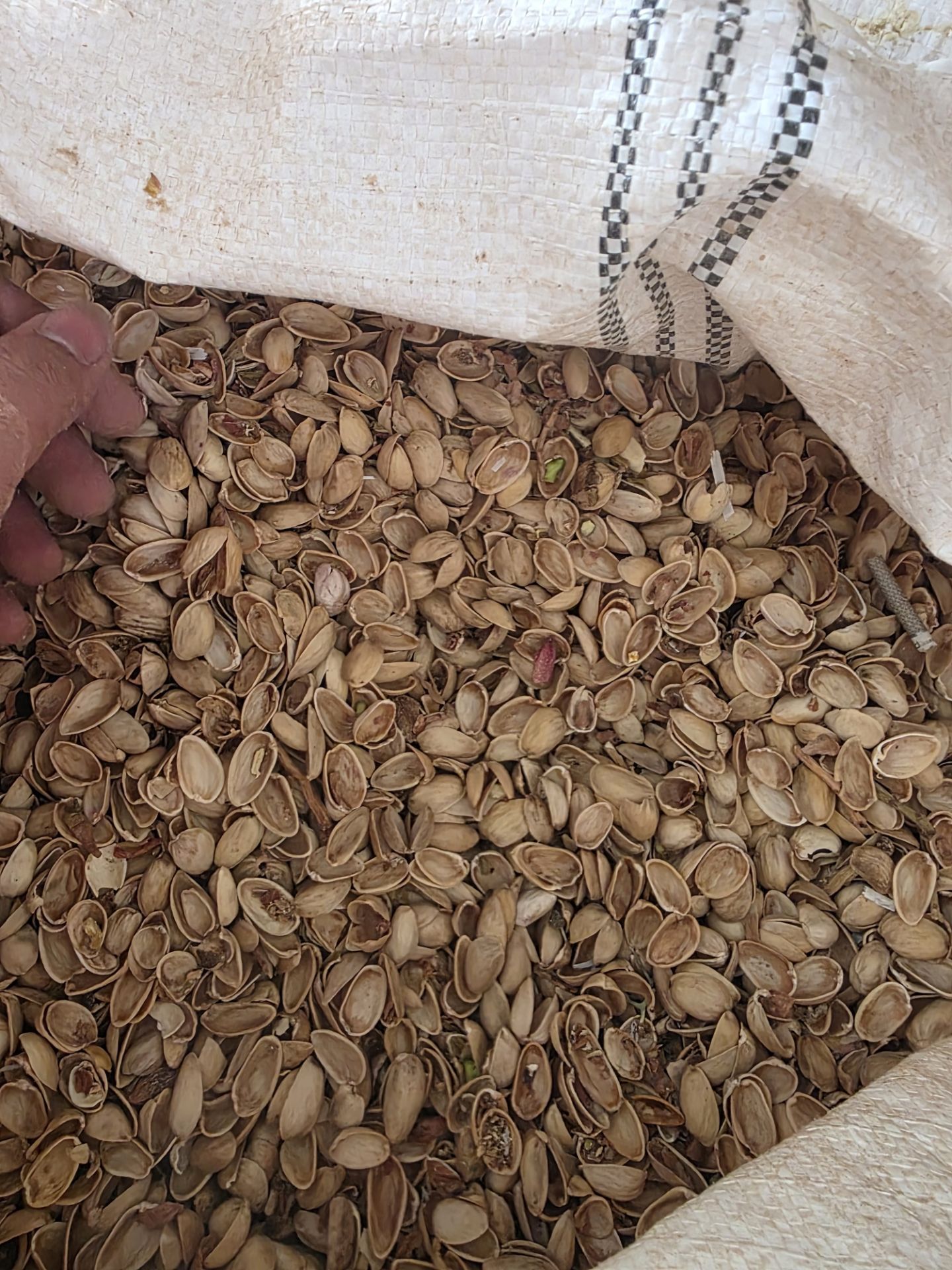 پوست پسته درجه یک